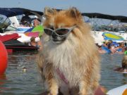 Lake Martin&nbsp;Ginger the Lake Martin Dog!